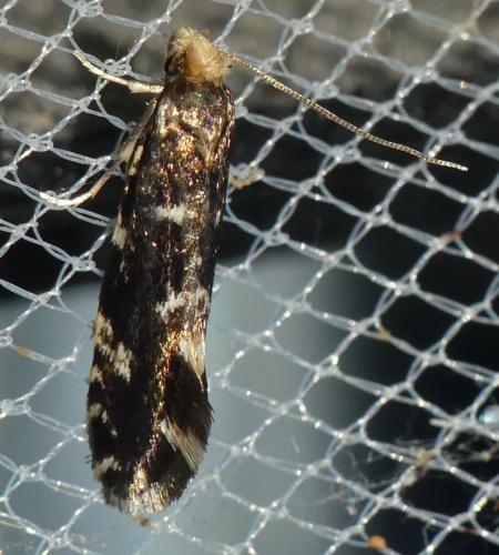 Réf. 303 210 : Nemapogon koenigi